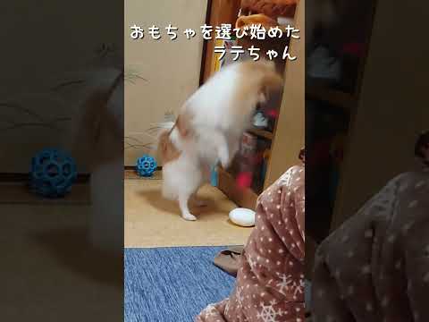 #97 おもちゃを選ぶポメラニアン【ポメラニアン(ショート動画)】 #ポメラニアン