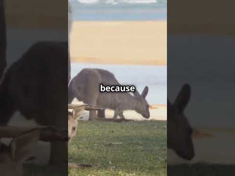 5 Mind-Blowing Facts About Koalas You Didn’t Know! 🐨🤯