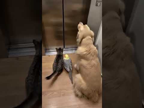 That door better open soon… 🤨🚪🐾 #adorably #cute #fluffy  #shibainu #adorable