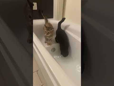 お湯ソムリエ #猫 #cat