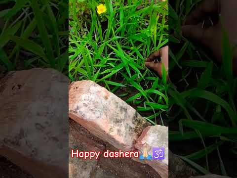 happy dashera 🙏🏻🕉️,#haryanvivideos ,#viralshort #gaamilifestyle