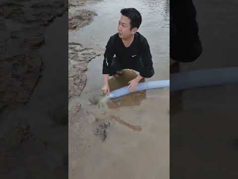 Gold Dredge Finding a Pile of Amazing Gold#goldrush #treasure #goldmining #goldmines