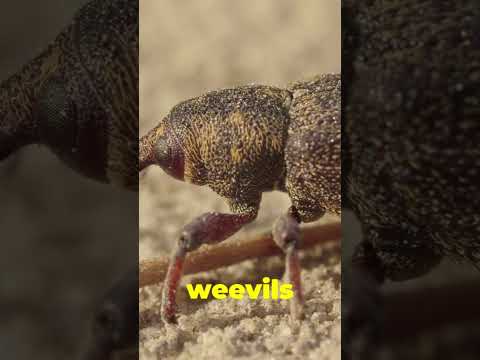 Acorn Weevils: Nature's Tiny Drillers with Amazing Skills!