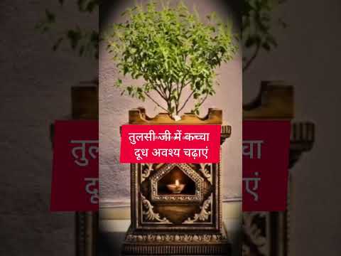 तुलसी विवाह की हार्दिक शुभकामनाएं#tulsivivah #trending #shorts #viralvideo #youtube #ytshorts