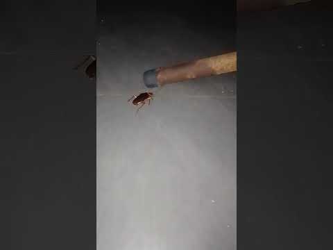 guys pakilala kopala bagu kung alaga medyo mahiyain pa sya. meet..episetzu🤣🤣✌️