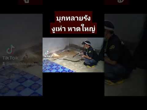 บุกทลายรังงูใต้พื้นบ้านเช่าหาดใหญ่เจอ รังงูเห่าสองรังพร้อมตัวแม่ #หาดใหญ่ #สงขลา #งูเห่า #ข่าวดัง