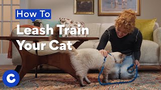 How to Leash Train Your Cat | Chewtorials