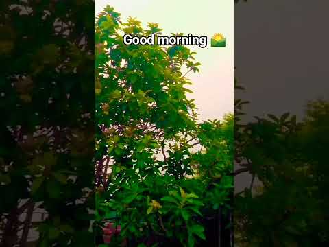 🥰#youtube #hindisong #tranding #song morning views #bollywood