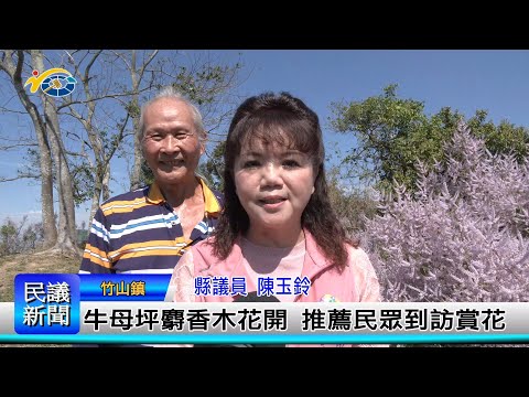 1140312 南投縣議會 民議新聞 牛母坪麝香木花開 推薦民眾到訪賞花(縣議員 陳玉鈴)