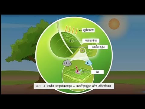 पौधे अपना भोजन कैसे बनाते है || How do plants make their food?