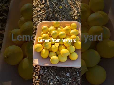 Lemon tree in my yard | San Jose, California| Malayalam vlog #malayalam #kerala #usamalayali #mallu