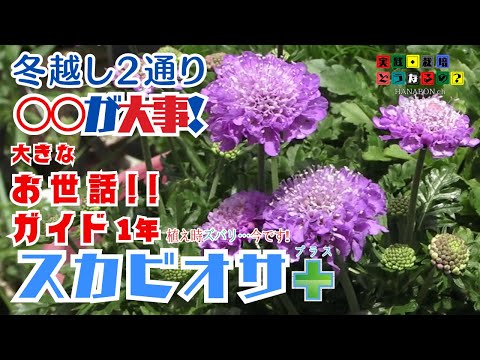 冬越し作業○○が大事！【スカビオサ】冬越しは2通り！植え時はズバリ！今です　グリーンアドバイザーハナボンが2年間観察した大きなお世話ガイド【ガーデニング】寄せ植え・鉢植え.園芸・花の苗・育て方