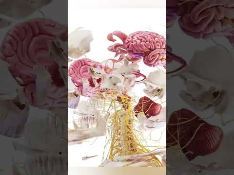 central nervous system #3d #medicosphere #viral #shorts #anatomy #physiology #CNS  #medicos #medical