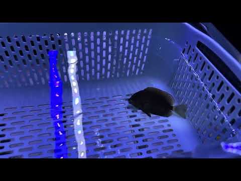 Maculiceps after foxface sting and MB bath