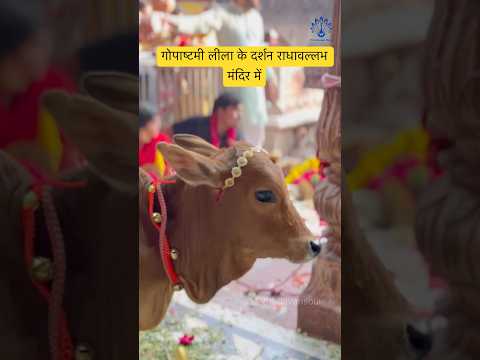 Bhooliyo na radhe chaahe #radhavallabhlal #vrindavan #gopashtami