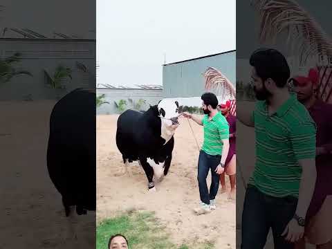 Ma Sha Allah #love #cow #animals #bakramandi #bakraeid #bull #bull #viral