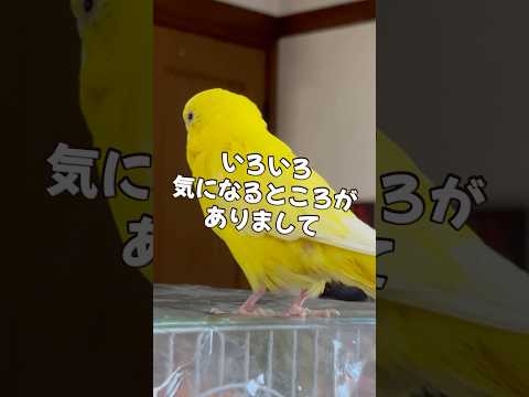 🏥病院行ってきました #セキセイインコ #小夏 #病院