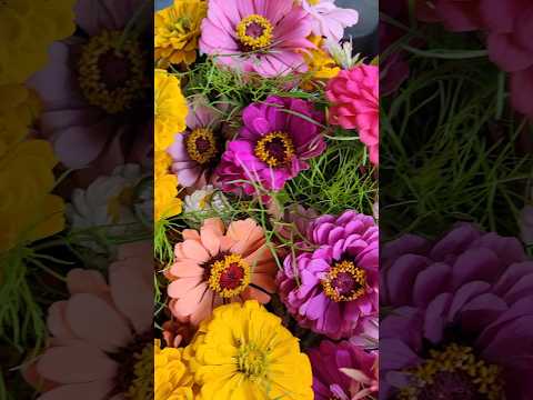 Zinnias make a great cut flower! #zinnia #cutflowers #flowerfarming #flowerfarm #gardeningtips