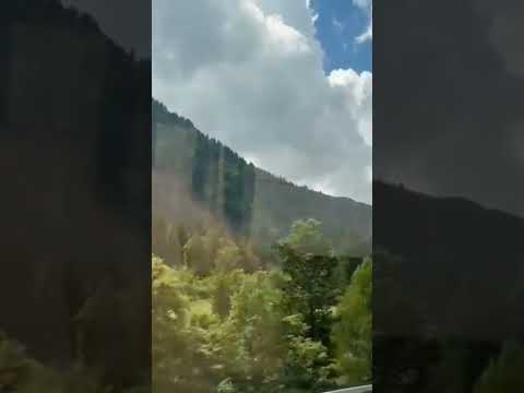 Abroad forest beautiful view😍😍❤️🌹