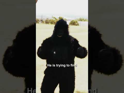 Suite the Sole Silverback searches for his Cutie, Fasho!