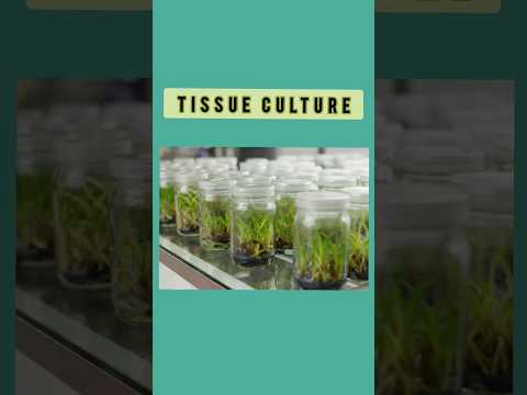 TISSUE CULTURE| CLASS 8, CLASS 9, CLASS 10| SCIENCE, BIOLOGY|#butterflyacademics #subscribe #like