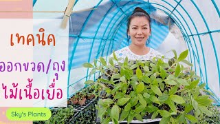 การอนุบาลไม้เนื้อเยื่อแบบมือโปร แนะนำ ปลูกต้นเพาะเนื้อเยื่อ อัตราการรอดเกือบ100%  @Sky Plants ​