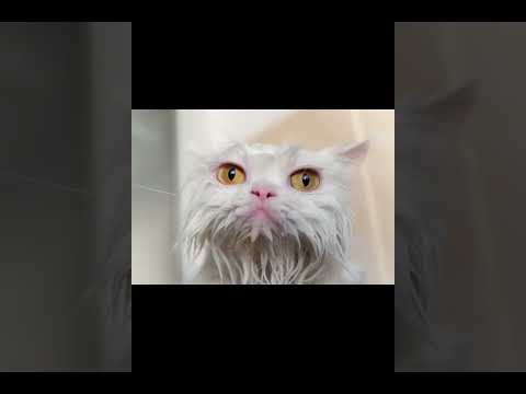 Amazing thing about cat #catfacts #catlover