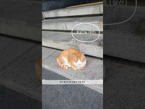 못생긴놈(질끈) #고양이 #cute #브이로그 #직장인