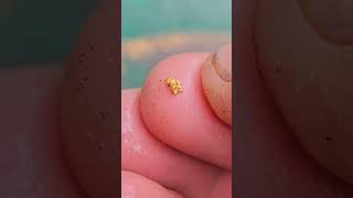 The Gold Curse Continues 🤬 #goldmining #goldbusiness #goldminers #gold #prospecting