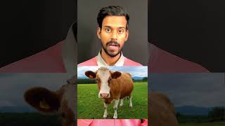This bjp leader says Mithun cow meat can be eaten #shortsfeed #india