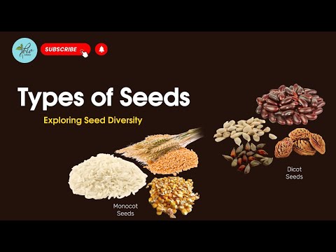 Types of Seed | Seed Classification| Monocot & Dicot Seed| Biology