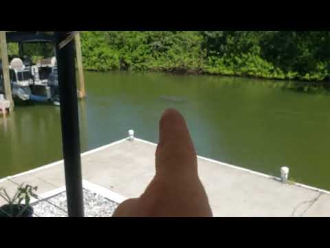 Manatee coming up to say hi, such awesome creatures!!  So cool
