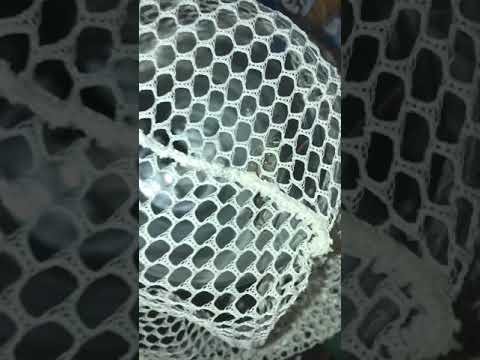 Assassin bug (part 3)