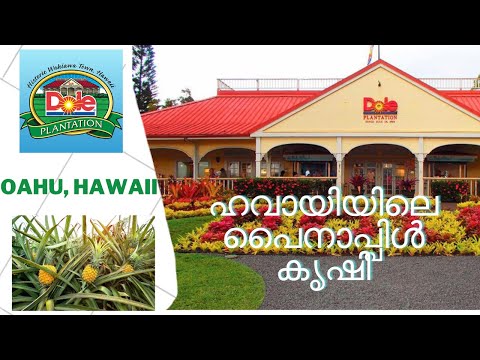 Hawaii vlog - Day3 - Part 1 - ഹവായിയിലെ പൈനാപ്പിൾ കൃഷി Dole Pineapple farm #malayalam #hawaii #oahu 