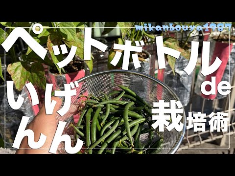 【場所がなくても大丈夫！】ペットボトルでいんげんを育てる！｜ペットボトル栽培｜フェンス栽培