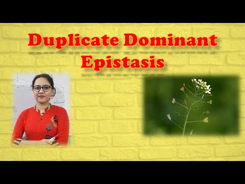 Duplicate Dominant Epistasis | Epistasis | Genetics || Biology || Life Science || BioStudy Pathshala
