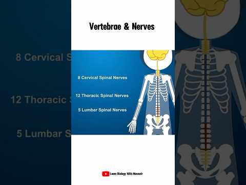 Vertebrae And Nerves #shorts