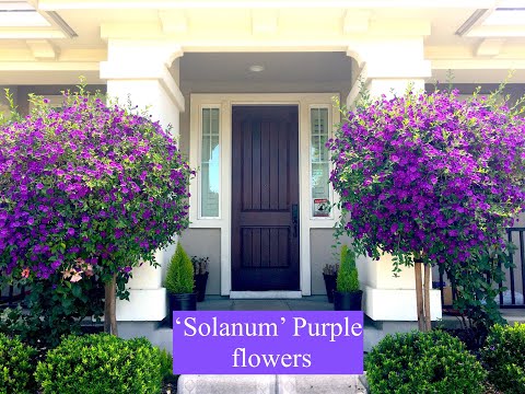 Solanum Purple flower (സോളനം) - Home Gardening - San Jose, California | USA Malayalam vlog