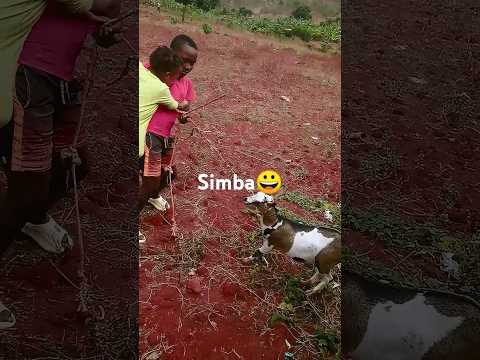 ||Amora ahura nihere bwambere| Simba😛😛😛