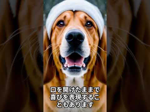 犬が初めて雪を見た時の興奮する姿に、微笑ましさを感じる話 #shorts