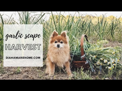 Garlic Scape Harvest & Furry Distractions | Diana Marie Home