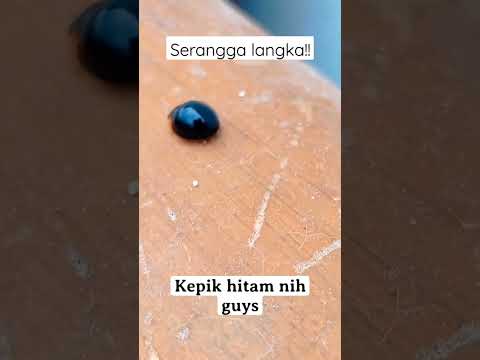 langka!  kepik ladybug hitam pekat! 🤩🤩