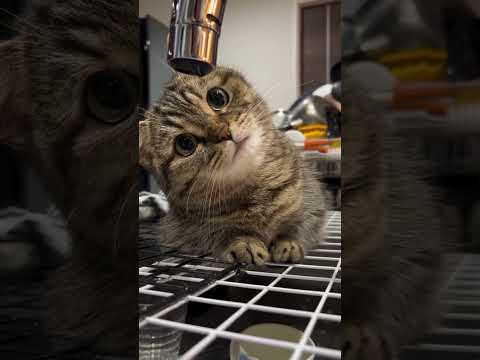 Water, Please? But The Cat Has Other Plans.. #cat #adorably #fluffy #penguin