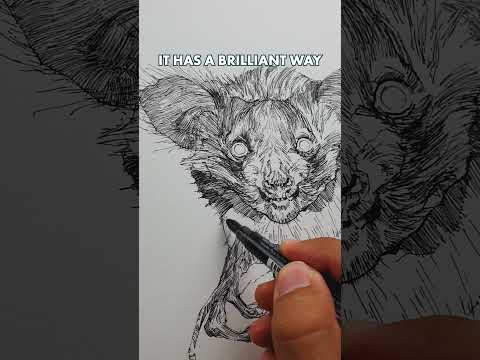 The creepiest animal in Madagascar