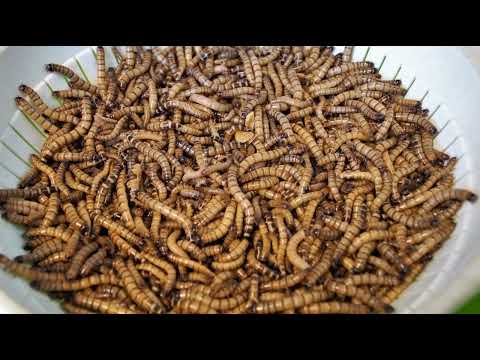 Growing mealworms for poultry