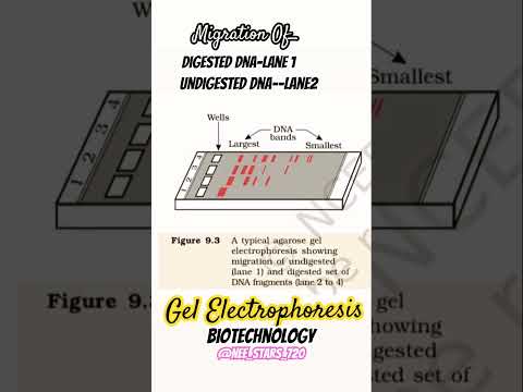 Biotechnology-Migration of Digested and Undigested DNA in Gel Electrophoresis
