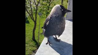 #kawka #grażynka#jackdaw #birds #ptaki #nature #ptakizparapetu #warmia #maj2025