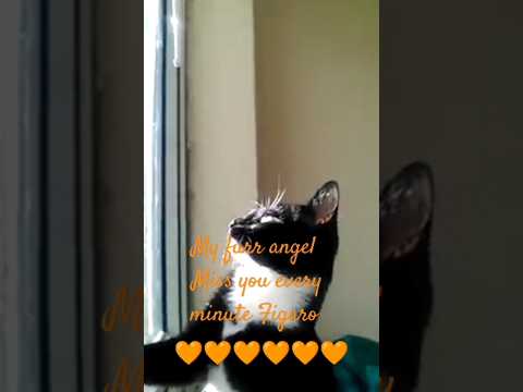 Figaro my snuggle buddy #cats #grief #alwaysinourhearts #love #family