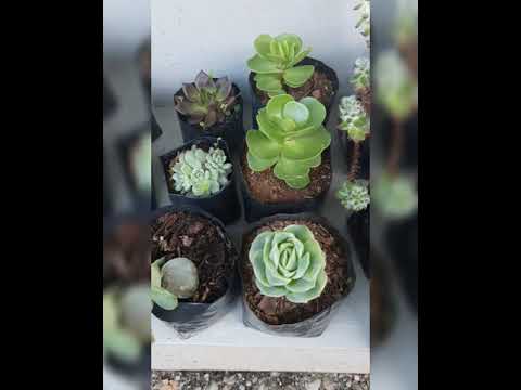 Cactus and Succulents
