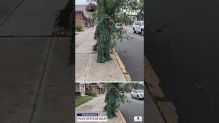 Police Officer catches distracted drivers by dressing in shrub